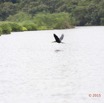104 LOANGO 2 Akaka Riviere Rembo Ngove Nord Retour Oiseau Aves Anhinga Afrique Anhinga rufa en Vol 15E5K3IMG_107787wtmk.jpg
